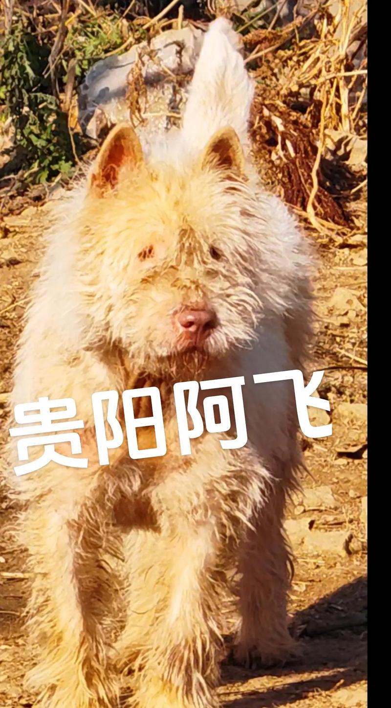 澳门香港 第161页