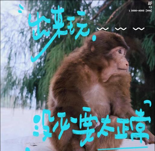 2025年新澳门天天开彩大全和车钥匙逗猴被猴抢走与猴子车钥匙