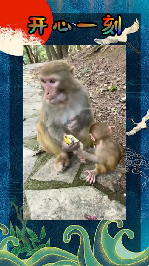 新澳门开奖记录和车钥匙逗猴被猴抢走与猴子车钥匙