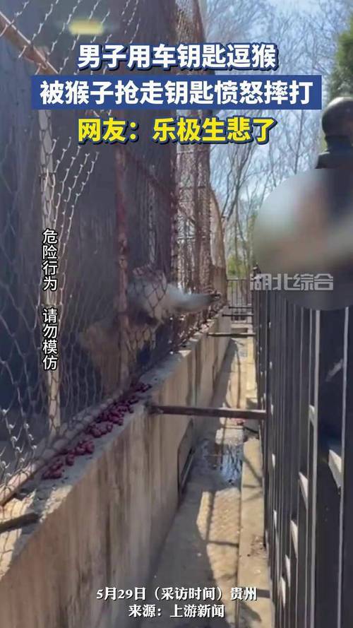 新澳天天彩免费大全和车钥匙逗猴被猴抢走与猴子车钥匙