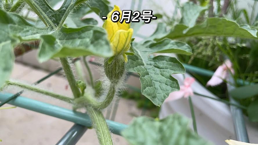 74549.cσm查询开奖记录和把西瓜扔鱼塘喂鱼与把西瓜扔鱼塘喂鱼好吗