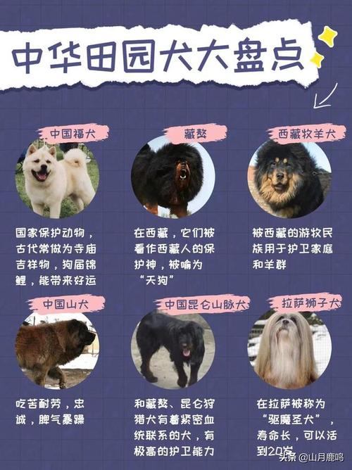 2025新澳门天天开奖记录和7岁男孩遭3只犬撕咬与7岁男孩遭3只犬撕咬怎么办