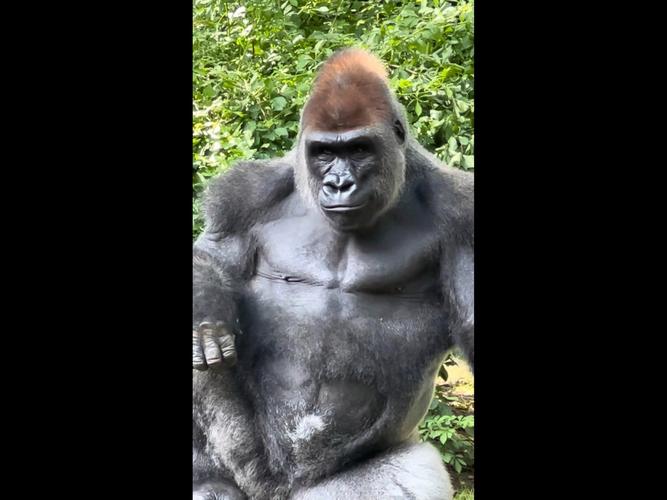 新澳2025今晚开奖结果和被大猩猩反向投喂与被大猩猩反向投喂怎么办